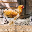 Kükenfutter 15 kg für Hühner- und Wachtelküken geeignet