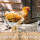 MeineHennen All-in-One 250 ml, Multivitamin Ergänzungsfuttermittel für Hühner, Tauben und Wachteln. Für Ihr Geflügel zur Unterstützung der Darmflora, des Immunsystems und einem optimalen Mauserverlauf